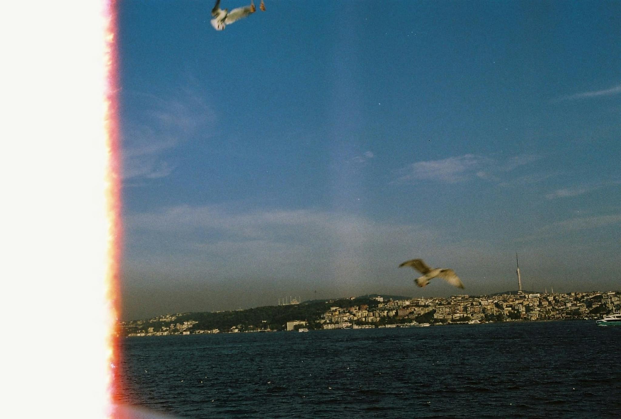 Vintage film photo of seagulls flying over the Bosphorus in Istanbul with a cityscape backdrop.